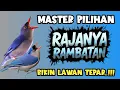Download Lagu Panjang banget !!MASTERAN RAMBATAN PARUH MERAH TEMB4KAN SULTAN‼️