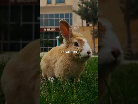 Alan Watts: How Does God Make a Rabbit?
