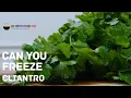 3 Ways to Freeze Cilantro for a Couple of Weeks - Bloggin Good Food