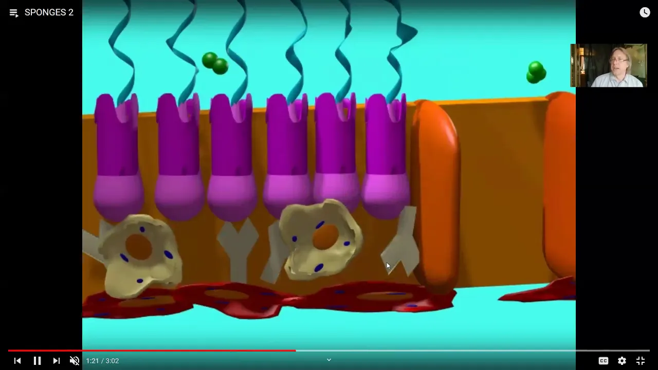 invertebrate diversity--sponges, cnidarians, flatworms