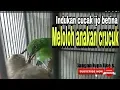 Download Lagu Cucak ijo betina meloloh anakan crucuk sampai besar