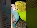 Download Lagu Beautiful  Budgies 🥰😍 singing Budgies birds sounds 😘
