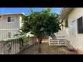Managing My 10-Year Old In-Ground Tahitian aka Persian aka Bearss Lime Tree