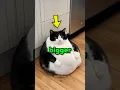 Never get a fat cat! 🤣🐾                     #cat #pets