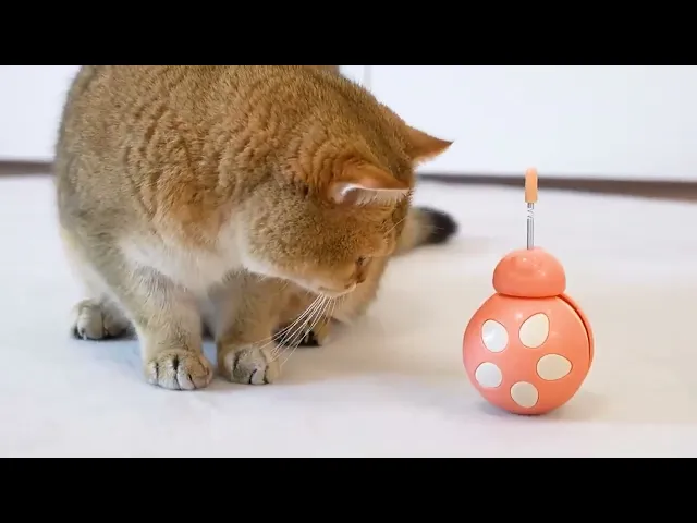 MOMOVIDA ไม้ตกแมว ลูกบอลกระดิ่งล่อแมว ของเล่นแมว ของเล่นให้อาหารสัตว์เลี้ยง