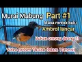 perawatan murai mabung rontok bulu ambrol lancar #muraimabung #burung #rontokbulu #ngurak #mabung