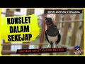 Download Lagu Siulan Kacer Betina Memancing Kacer Jantan | Pancingan Kacer Jantan Bikin Terpancing Emosi Birahi