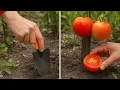 Download Lagu How to speed up tomato ripening at the end of summer? A brilliant trick no one talks about