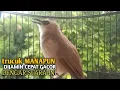 Trucuk BETINA memanggil Jantan Suara Birahi Ngecuplik 100% pancingan trucukan gacor agar BUNYI EMOSI
