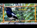Download Lagu SUARA BURUNG kacer gacor NGEPLONG Pagi Hari ini paling AMPUH buat PANCINGAN KACER agar EMOSI