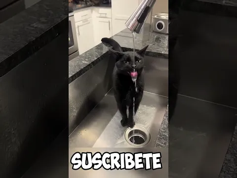 Gato tomando agua #shorts #curiosidades #curiosocubo