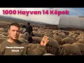 İki Genç Kardeşin Koyun Çiftliği - 1000 Hayvan 14 Köpek ile Üretime Devam Ediyorlar #hayvancılık 