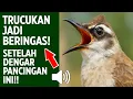 Lagu Masteran trucukan gacor ngalas tarung ropel paling bagus untuk pancingan trucukan agar bunyi nyaut