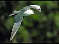 Kenny G - Waiting for You