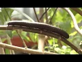 Lakeland Wildlife Oasis Tv Advert