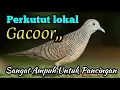 Download Lagu Perkutut Lokal Gacor Suwara Lantang Super Ampuh Untuk Pancingan@MangoenDjoyoChannel