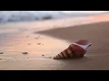 Qian Zhou plays C. Engel - E. Zimbalist "The Sea-Shell"