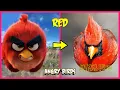 Lagu Angry Birds 2 and 1 IN REAL LIFE 💥 All Characters 👉@WANAPlus