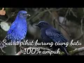 Download Lagu Suara pikat burung ciung batu
