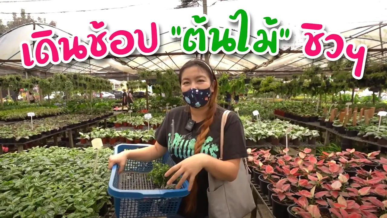 ตลาดต้นไม้วัดพระเงิน ขายส่งต้นไม้ย่านบางใหญ่ ราคาถูกมาก! I ชวนมาช้อป