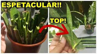 👉COMO FAZER MUDAS DE ESPADA DE SAO JORGE PELA FOLHAS -  APRENDA MULTIPLICAR! #AdoroPlantar 😍