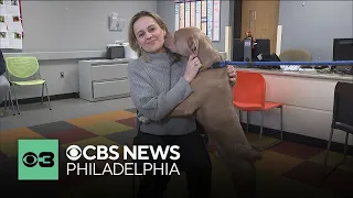 ACCT Philly shelter over capacity introduces you to dogs in need of adoption