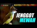 Download Lagu MASTERAN MEWAH CUCAK JENGGOT GACOR BESETAN TAJEM