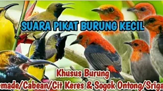 Download di jamin dapat _ Suara pikat semua jenis burung kecil MP3