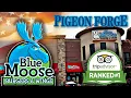 Blue Moose Burgers and Wings - Trip Advisor in Pigeon Forge