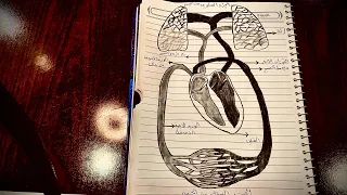 رسم الدورة الدموية الكبرى والصغرى رسمة وزارية مهمة ومضمونة أحياء ثالث متوسط 2025  رسم الدورة الدموية الكبرى والصغرى رسمة وزارية مهمة ومضمونة أحياء ثالث متوسط 2025