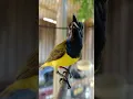 Download Lagu Suara burung sogok ontong #sogokontonggacorngleper #birds #pancingansogokontong