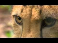 Download Lagu De cheetazesling wordt behandeld | Burgers' Zoo Natuurlijk | Arnhem