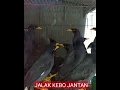 Download Lagu JALAK KEBO JANTAN CIRI CIRINYA.