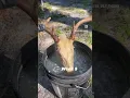 Easy Euro Mount Nothing but soaking the skull in water - 6 week transformation