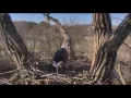 DECORAH EAGLES 2016 8 59 AM CST LITTLE HOUSEKEEPING THIS MORNING