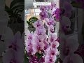 Download Lagu Buy Beautiful Orchid Plant #flowers #orchid #plants #gardening #orchidcare #phalaenopsis #valentine