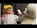 Great Pyrenees Aussie Mix
