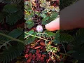 Download Lagu Be Careful If YOU See THIS Pink Flower! #shots