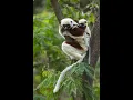 Observing Coquerel s Sifaka