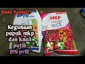 Lagu Perbedaan pupuk mkp dan kno3 putih, dan cara pengaplikasiannya