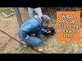 WAAL Rescues Starving Backyard Dog