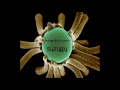 Download Lagu Amygdala Projects - Syzygy [Full Album]
