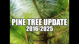 Pine Tree Update 2016-2025
