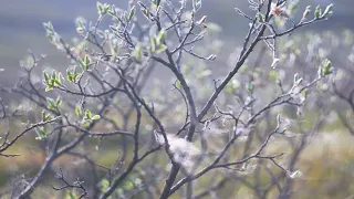 Flowers of Greenland
