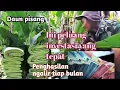 Download Lagu Daun pisang peluang investasi yang tepat || penghasilan ngalir tiap bulan