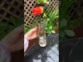 Lagu Leer hoe je rozen kunt vermeerderen door middel van stekken en een hoge overlevingskans hebt #roo...