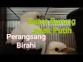 Download Lagu Suara Burung Jalak Putih Birahi || Perangsang Burung Jalak Lain Cepat Gacor