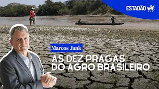 As dez pragas do agro brasileiro
