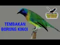 Download Lagu ( Masteran om Kicau ) Masteran Handal Burung Kinoi Gacor Konslet Di Malam Hari