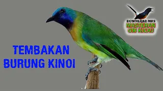 Download ( Masteran om Kicau ) Masteran Handal Burung Kinoi Gacor Konslet Di Malam Hari MP3